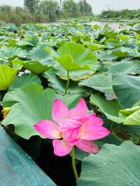 河北保定白洋淀｜感受「華北明珠」的魅力吧。