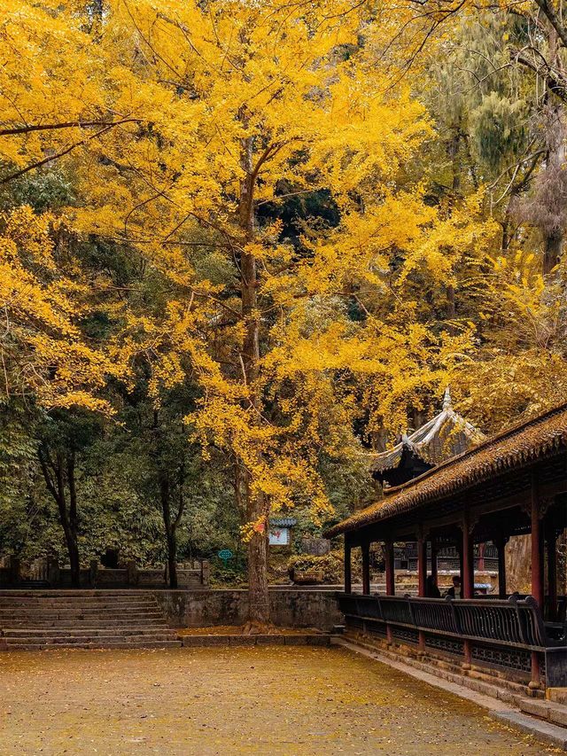 11月好去處。