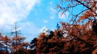 稻城亞丁近期 live 秋景封神～退勸不了一點。