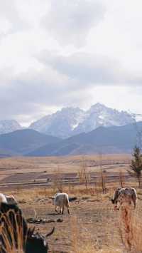 「馬牙雪山」。