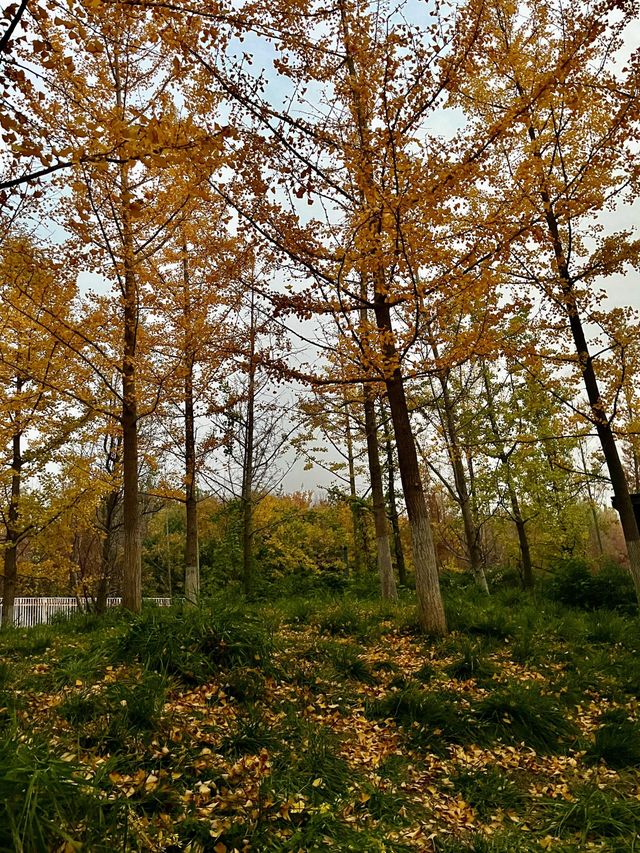 西安雁南公園|這裡的公園不一樣。