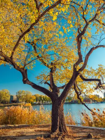 錯過朝陽公園的銀杏,千萬別再錯過這棵神樹。