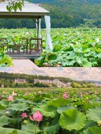 邂逅撫州廣昌蓮花盛宴。