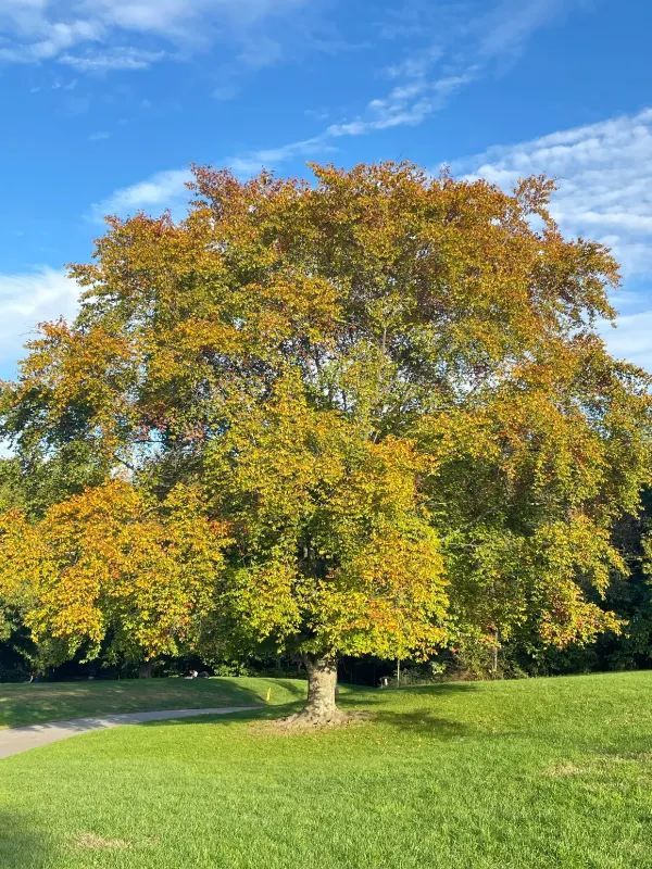 Experience the Vibrant Fall Foliage in New York City via Subway