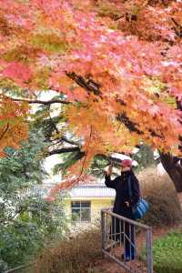 西安賞秋|火爆朋友圈的紅楓「電影樹」。