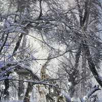 冷酷仙境,極地孤行