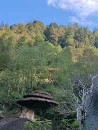 雲髻山很好，但是下次不來了，姊妹們。