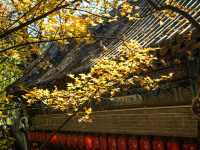 太山紅葉之旅。