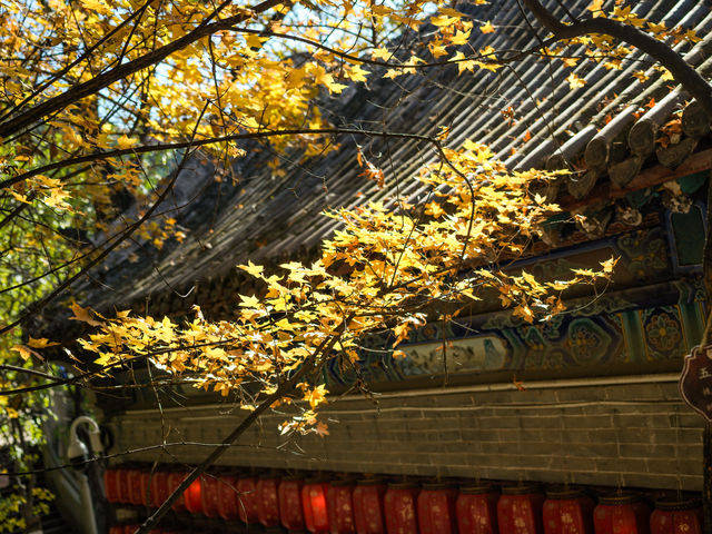 太山紅葉之旅。
