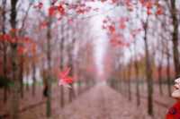 賞滿地紅楓，看農民畫，這裡是季節限定的紅色。