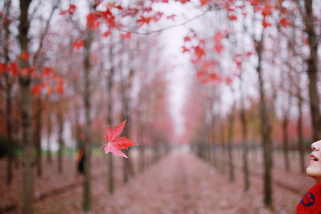 賞滿地紅楓，看農民畫，這裡是季節限定的紅色。