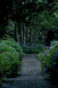 日本伊豆下田公園 - 六月去看看花海吧