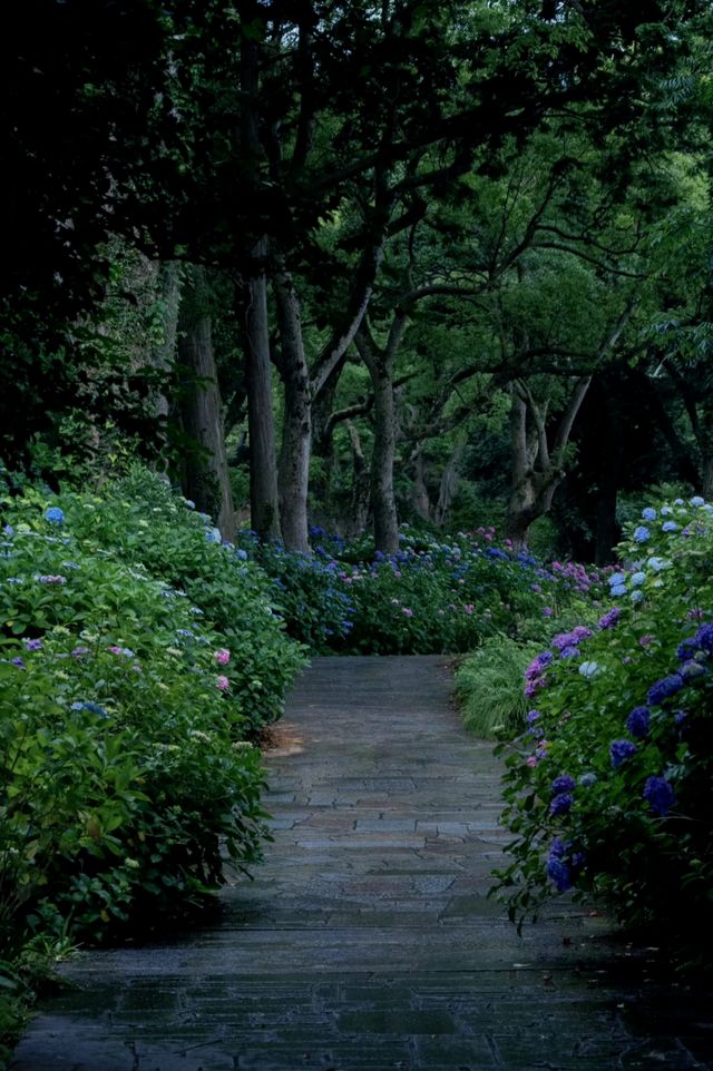 日本伊豆下田公園 - 六月去看看花海吧