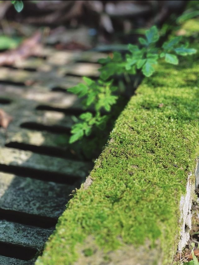 南岸秘密花園——重慶南山植物園