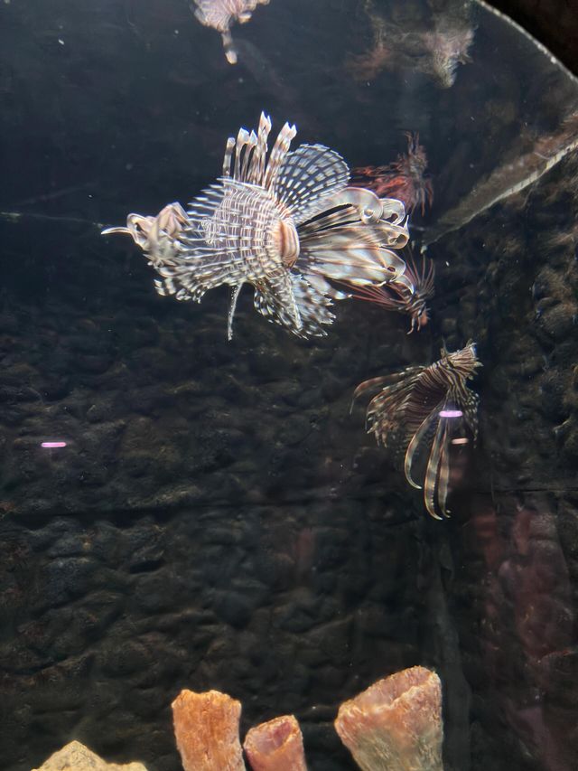 湖南長沙海底世界‖海洋的景觀
