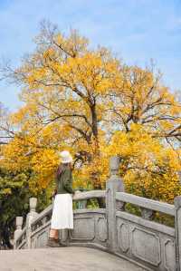 錯過再等一年佛山這個地鐵直達的公園秋景好美