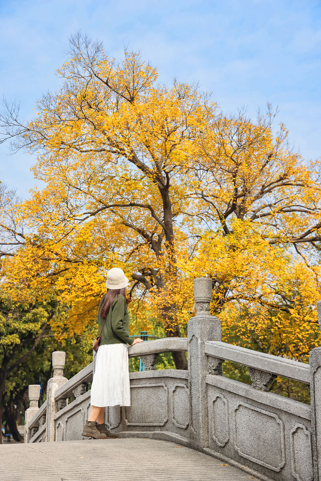 錯過再等一年佛山這個地鐵直達的公園秋景好美