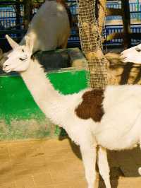 冬季反向遊 | 附鶴壁動物園互動遊玩攻略