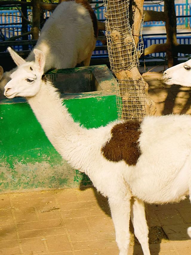 冬季反向遊 | 附鶴壁動物園互動遊玩攻略