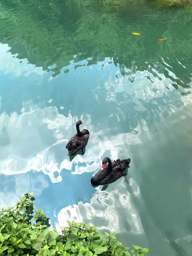 雲南泥珠河大峽谷，等風來不及追風去