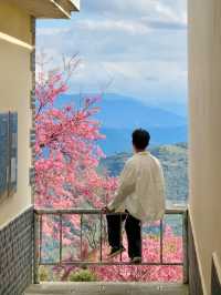 12月大理櫻花｜春天最早到達的地方