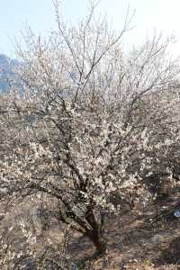 廣州周邊遊丨從化流溪香雪1.16實拍（附推薦）