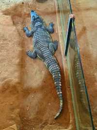 春節假期一定要來打卡的西霞口神雕山野生動物園