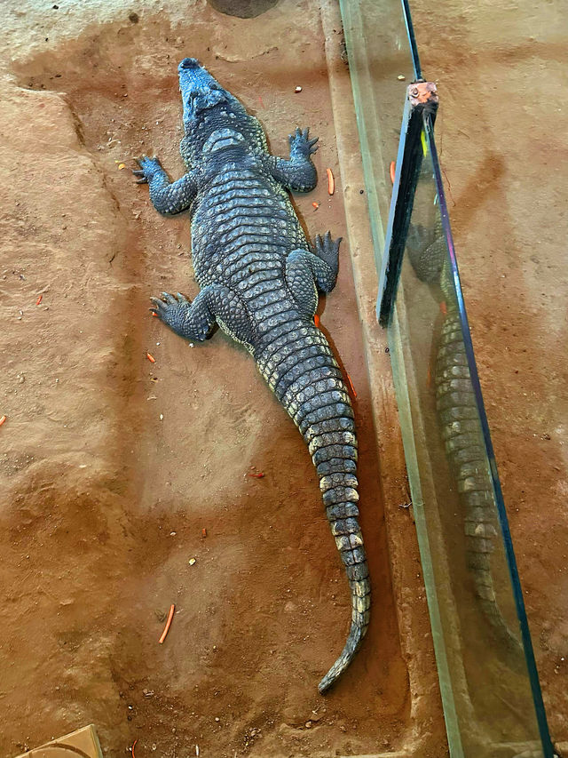 春節假期一定要來打卡的西霞口神雕山野生動物園