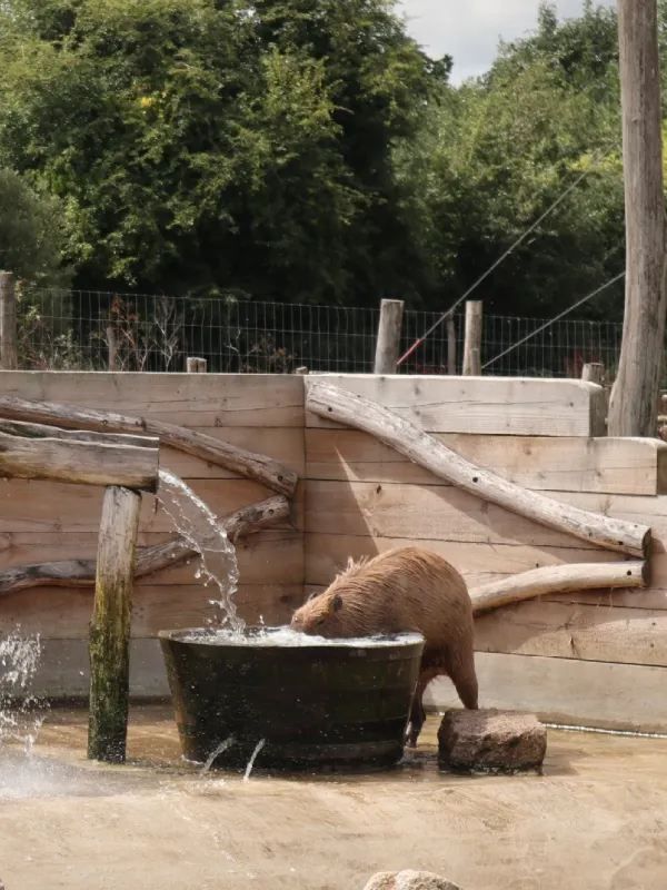 Weekend in London: Meet the Capybaras