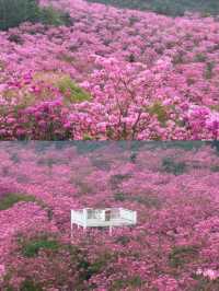 江門綠美生態園🌸漫山遍野风铃花海盛开