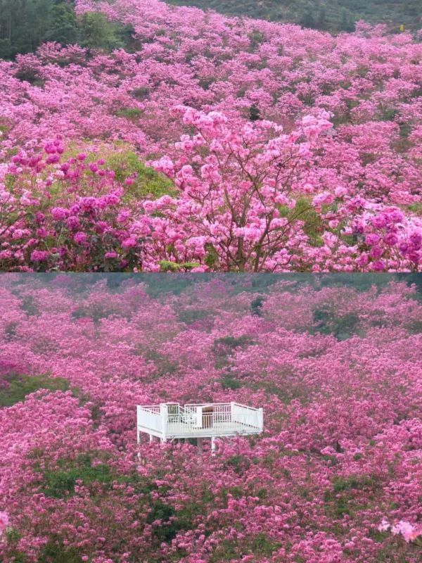 江門綠美生態園🌸漫山遍野风铃花海盛开