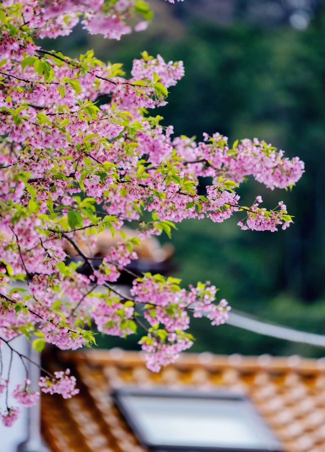 日本玩了三天，我的消費觀崩潰了