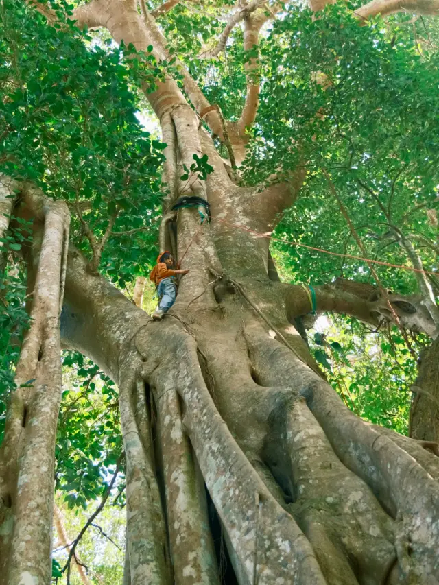 Xishuangbanna Surrounding Tour! A Hiking Route 99% of Locals Don't Know About