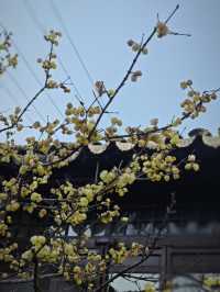 曲園-曲徑通幽處拍照打卡攻略