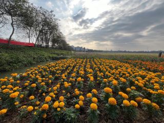Dongguan Huayang Lake 
