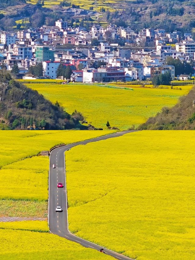 油菜花的天花板！羅平旅遊攻略碼住不虧