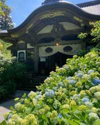 接下來日本的花，粉蝶藍：宮崎駿動畫裡的世界🪄