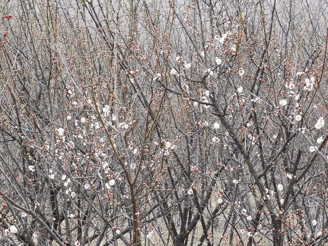 含苞待放嘅垣曲梅花園。