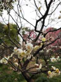 真如公園梅花景