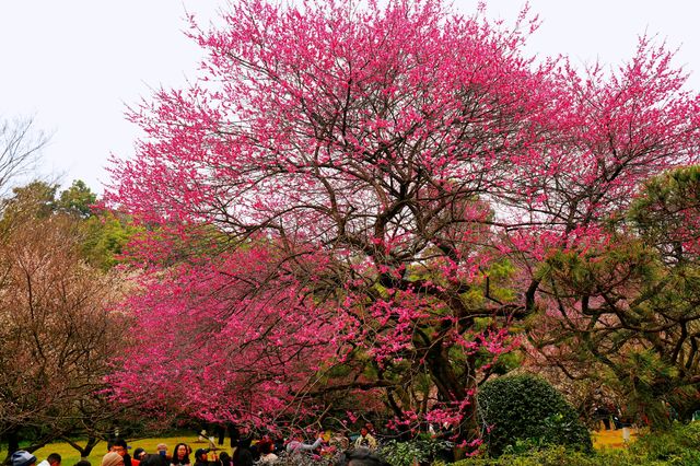 杭城探梅–梅滿靈峰