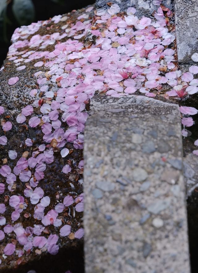 熱海 | 櫻花詳細攻略。