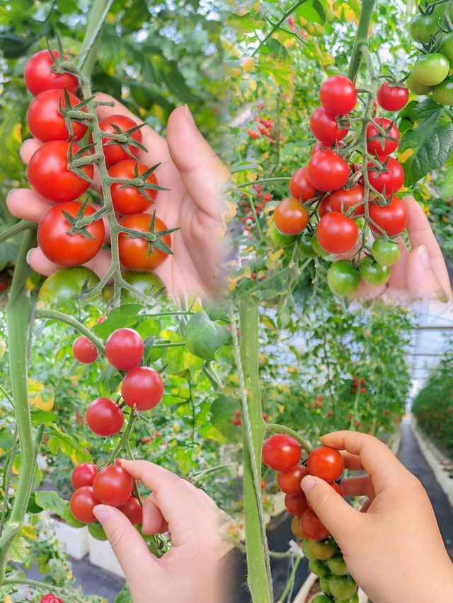 【春日限定】賞花摘果，一秒get仙女感！