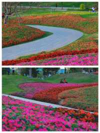 《桂灣公園的花海盛景》