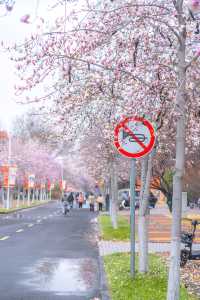 不知道鄭大的玉蘭花，能不能撐得過這場春雪