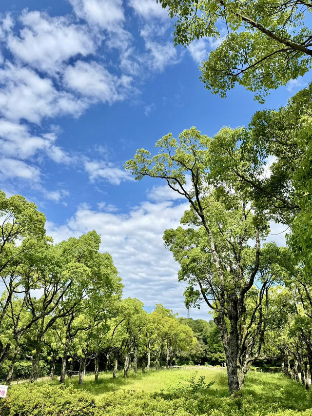 雲間清影：六甲山的自然與靜證