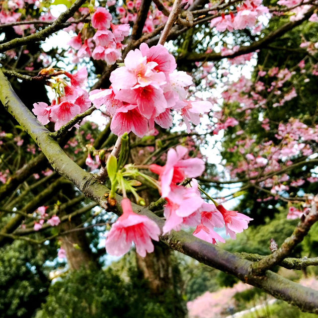 🌸寶子速看！淡水天元宮的櫻花絕了