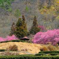 🌸寶子速進！武陵農場櫻花開啦