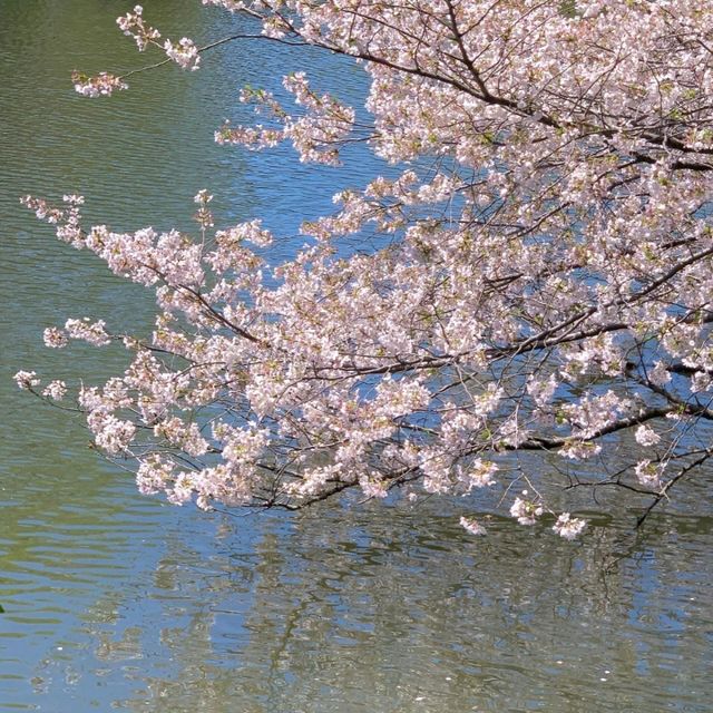 最新實況 新宿御苑的櫻花美出新高度🌸
