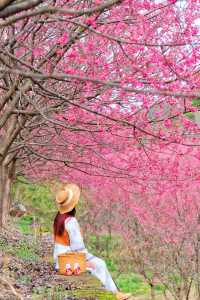 杭州超美櫻花海已到盛花期 錯過等1年