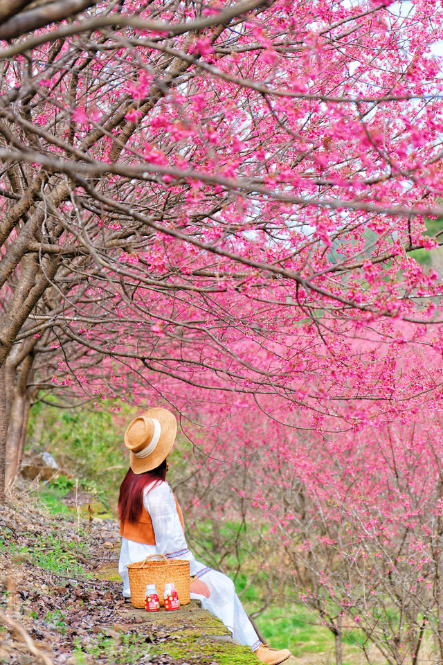 杭州超美櫻花海已到盛花期 錯過等1年